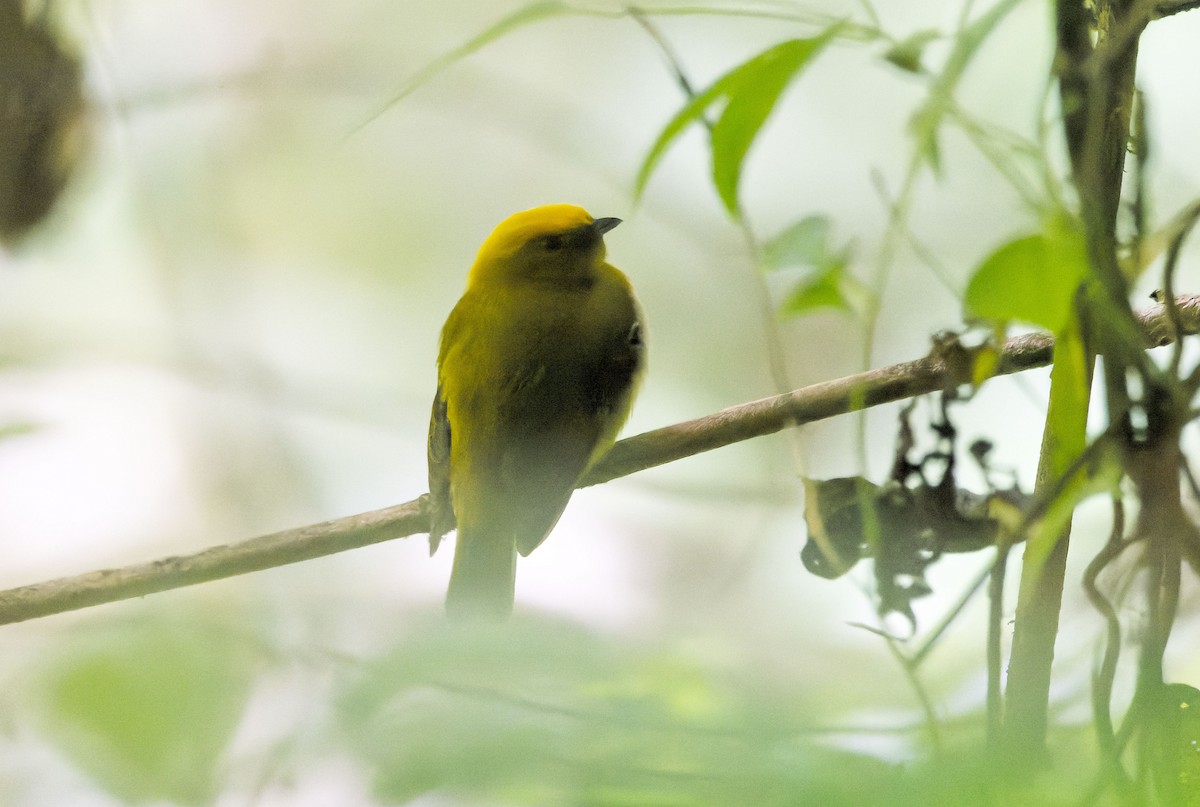 Manakin à tête jaune - ML609017906