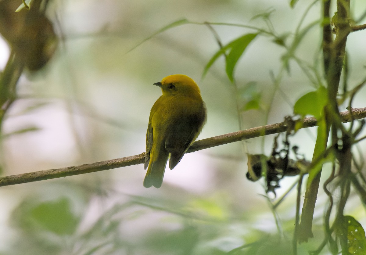 Manakin à tête jaune - ML609017907