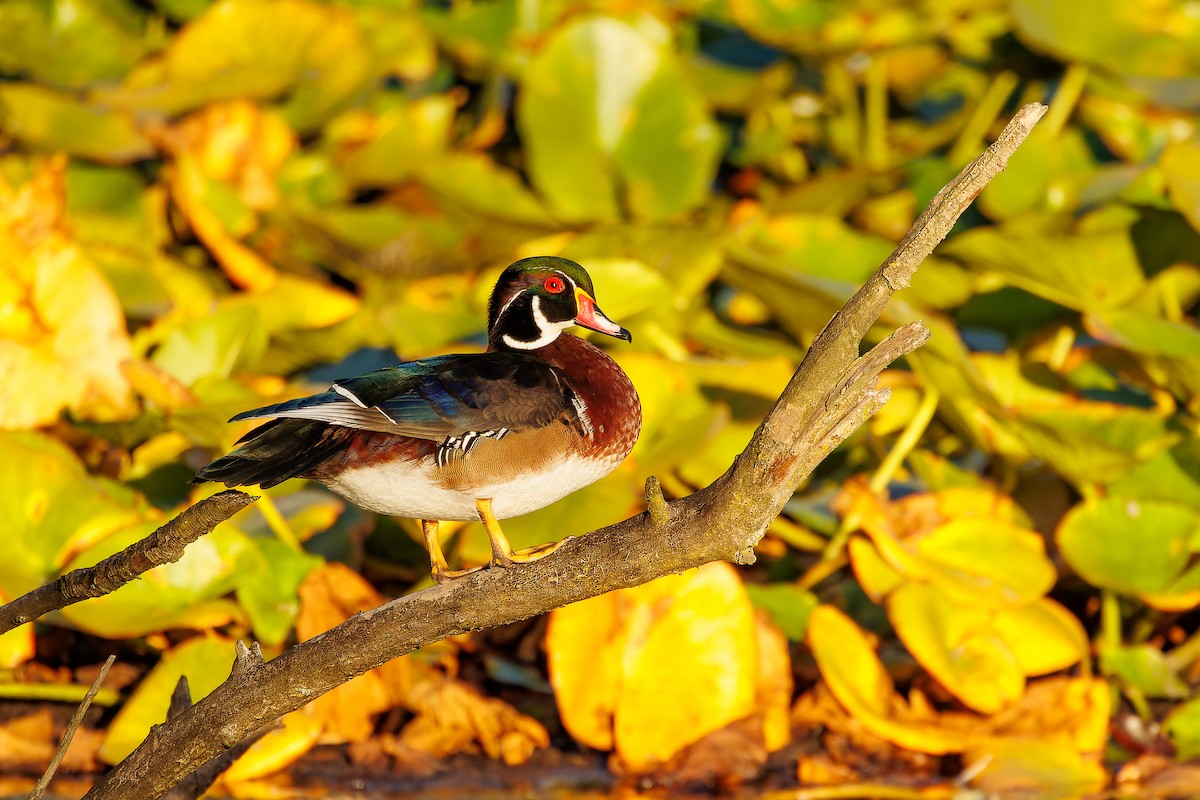 Wood Duck - ML609018059