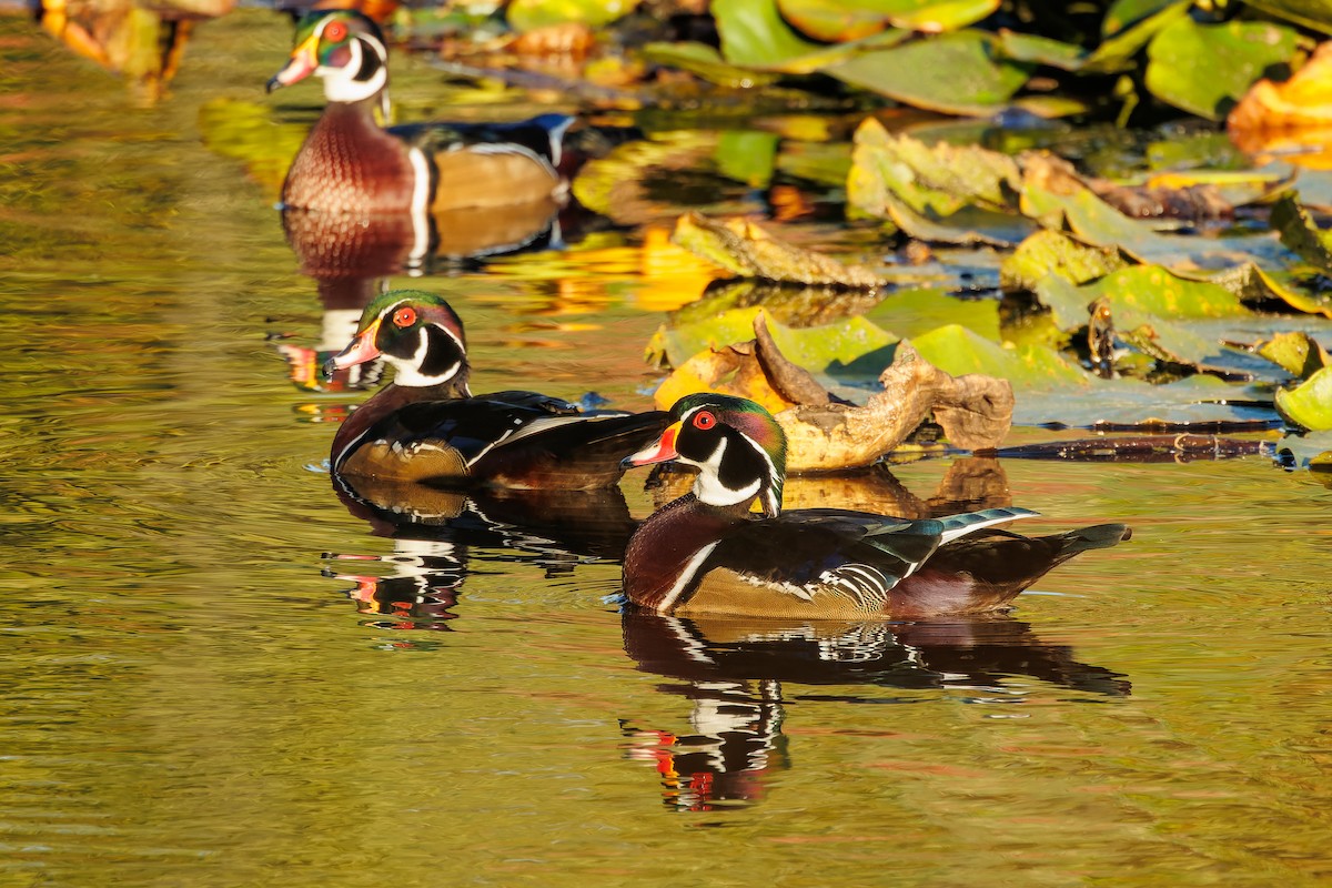 Wood Duck - ML609018060