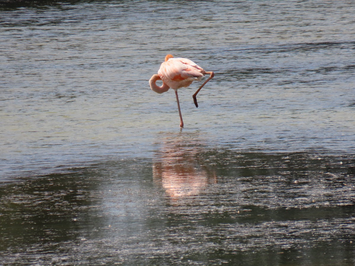 Amerika Flamingosu - ML609018183