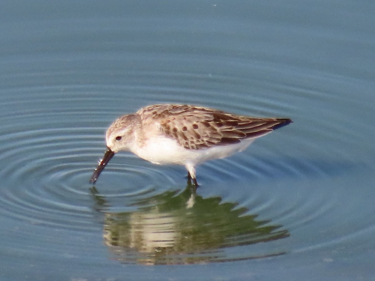 Western Sandpiper - ML609018269