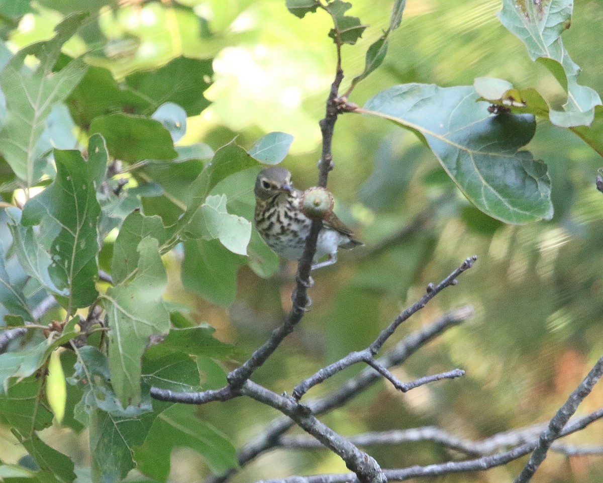 Swainson's Thrush - ML609018311