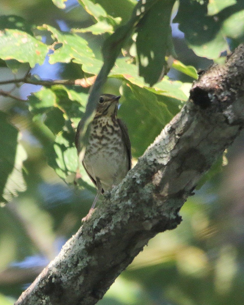 Swainson's Thrush - ML609018326