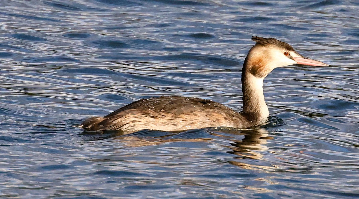 Great Crested Grebe - Pam Rasmussen