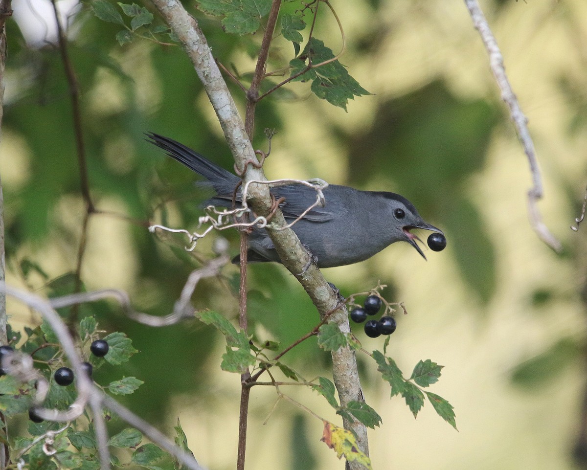 Gray Catbird - ML609018582