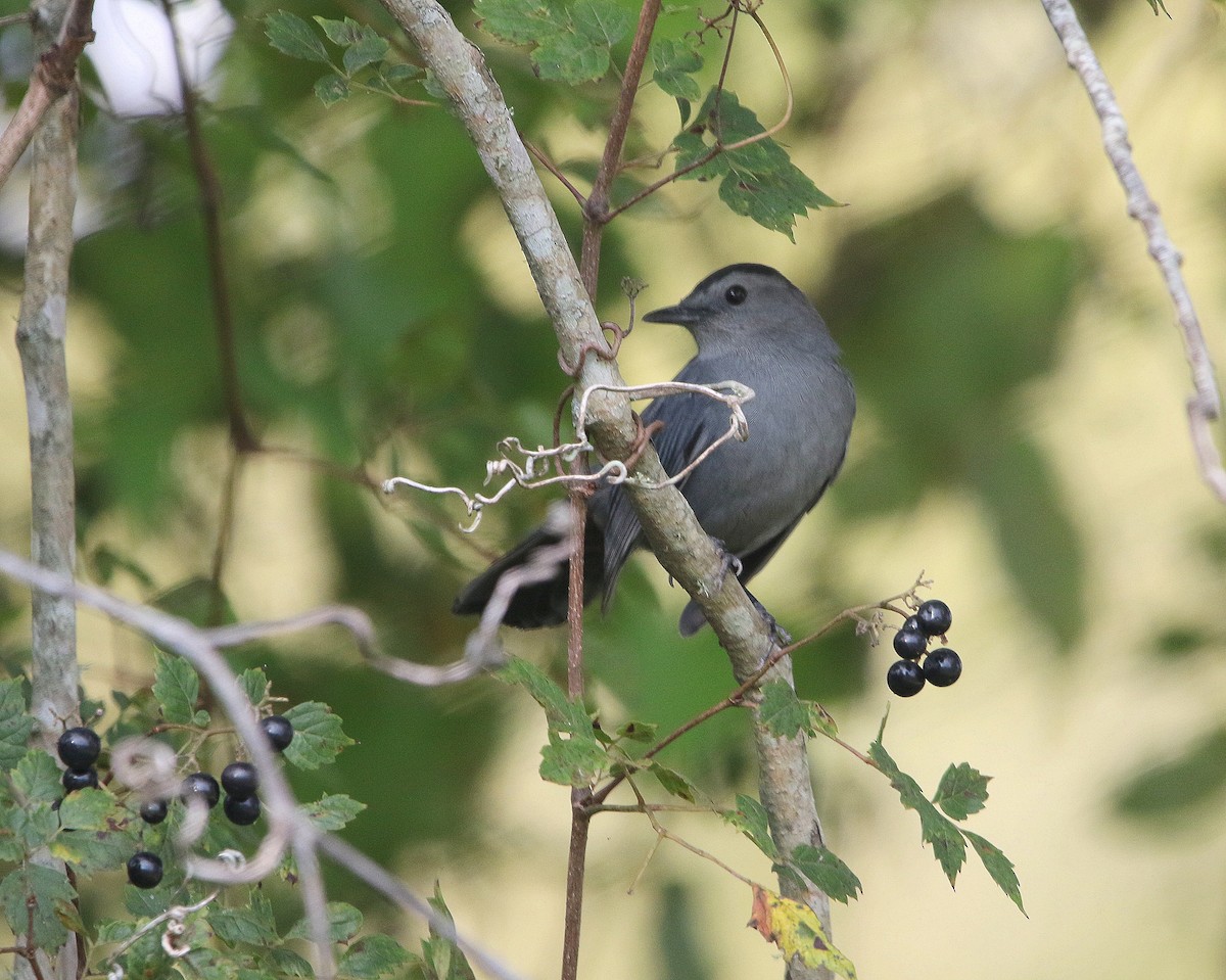 Gray Catbird - ML609018600