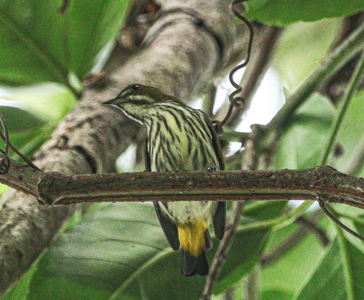 flowerpecker sp. - ML609018669