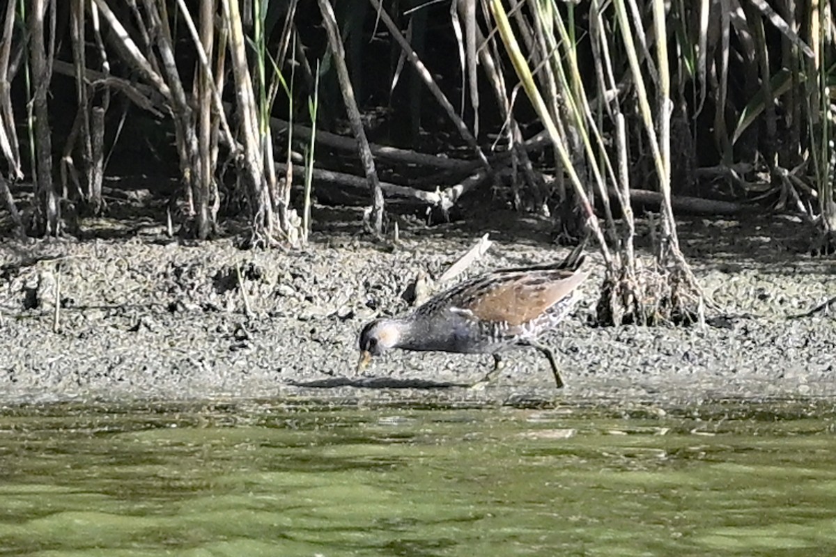 Spotted Crake - ML609018745