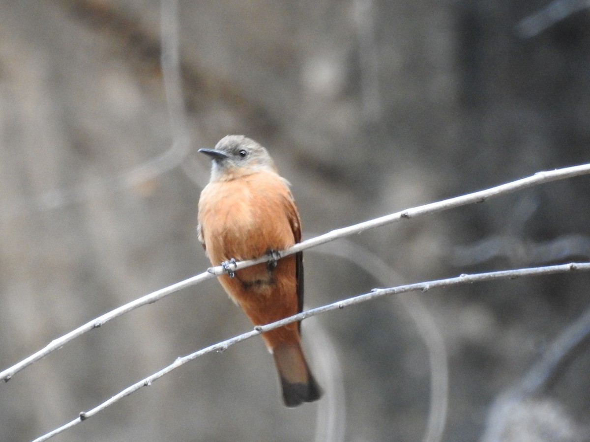 Cliff Flycatcher - ML609018773