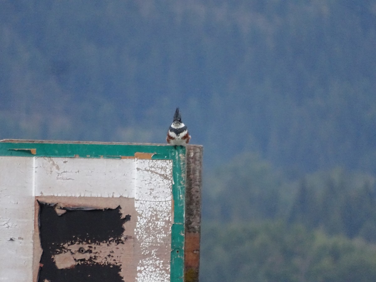 Belted Kingfisher - ML609018801