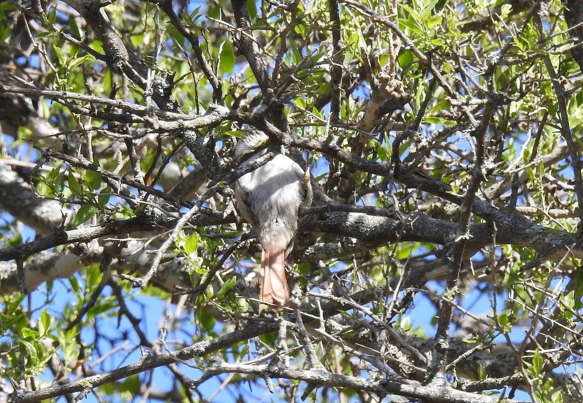 Stripe-crowned Spinetail - ML609018845