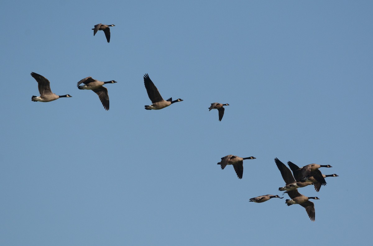 Cackling Goose - Cathy Pasterczyk