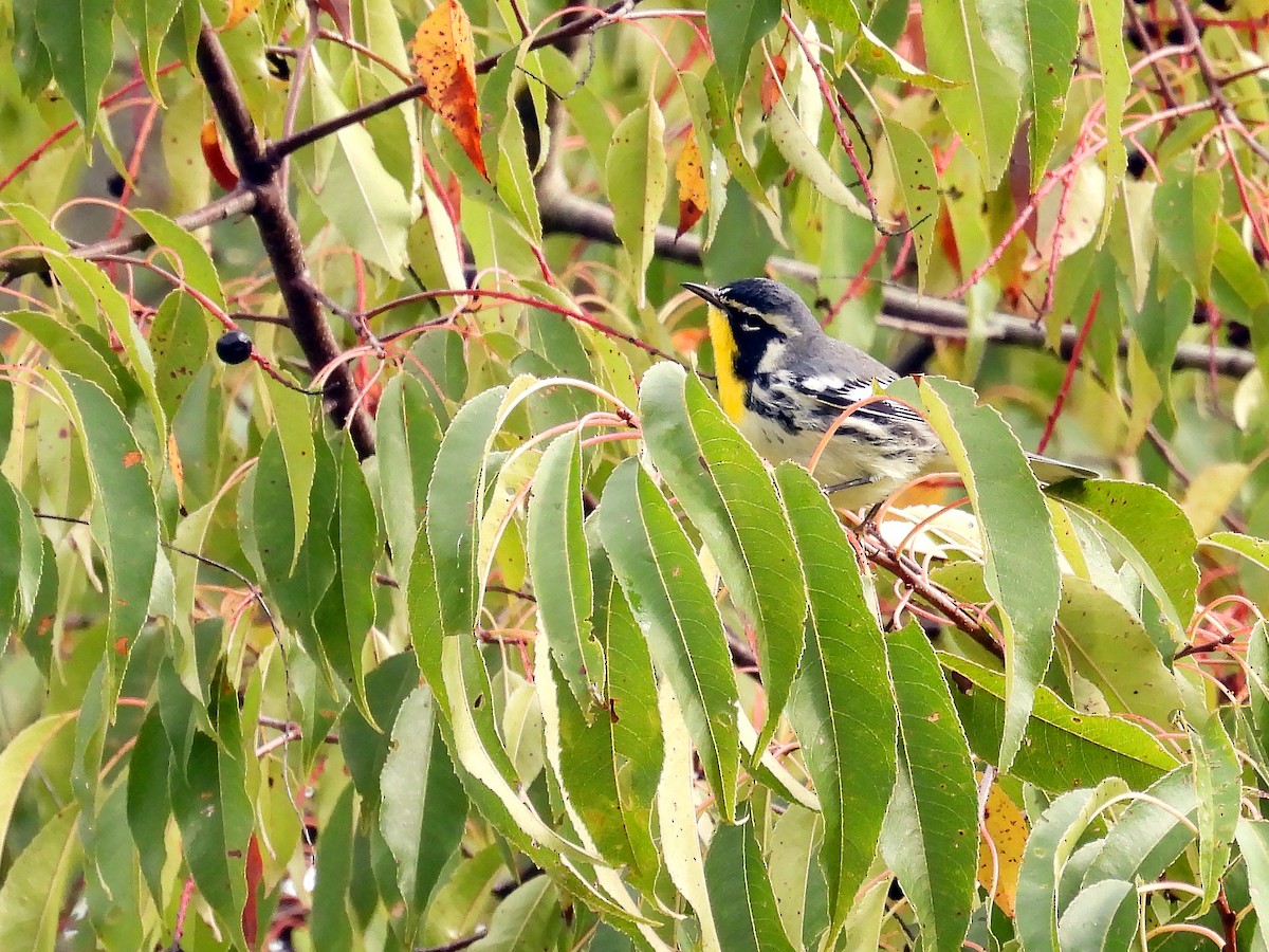 Yellow-throated Warbler - ML609018883
