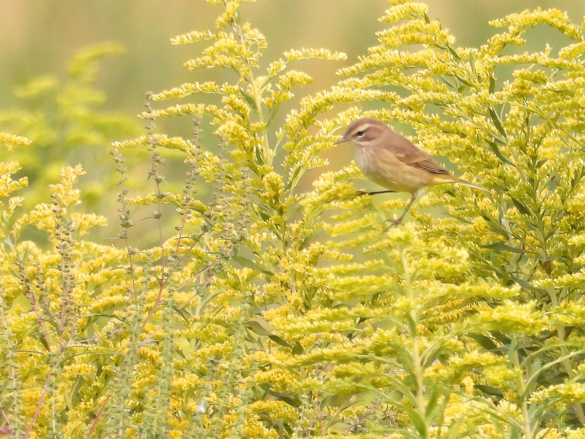 Palm Warbler - ML609018888