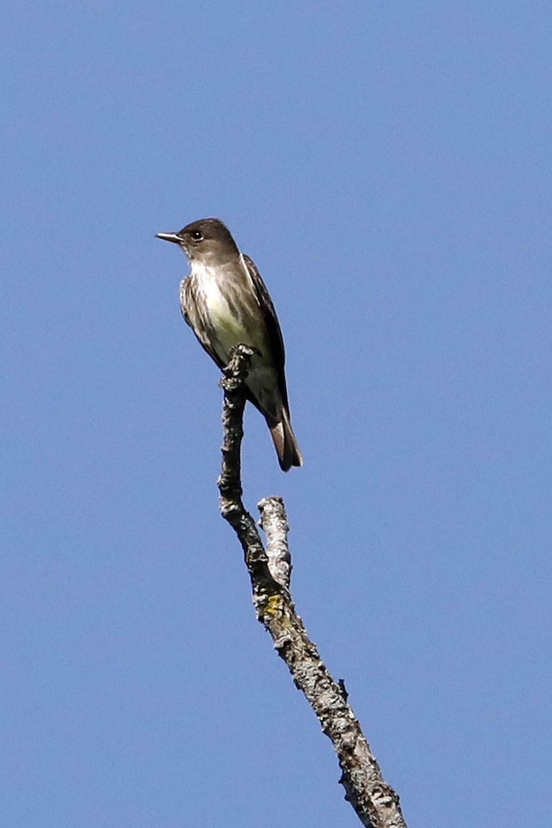 Olive-sided Flycatcher - ML609018890