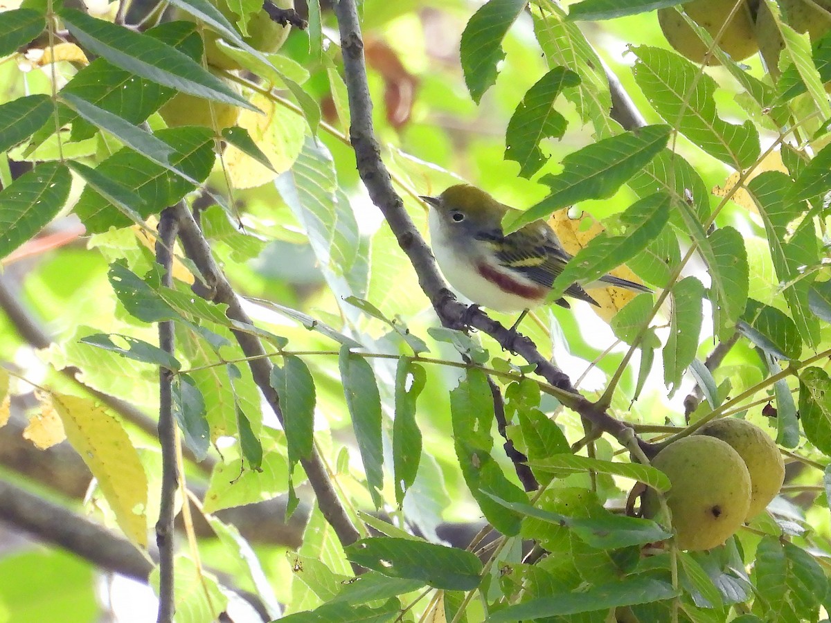 Chestnut-sided Warbler - ML609018895