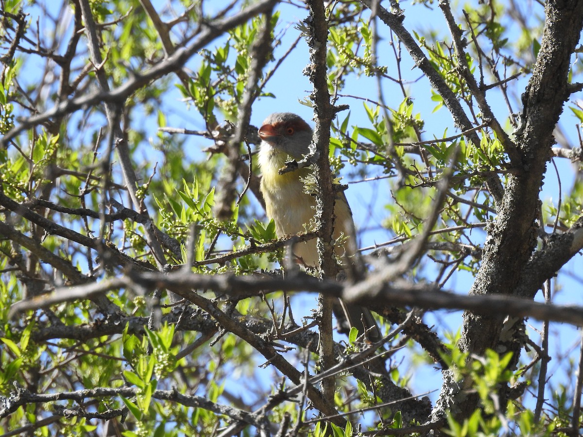 Rufous-browed Peppershrike - ML609018901