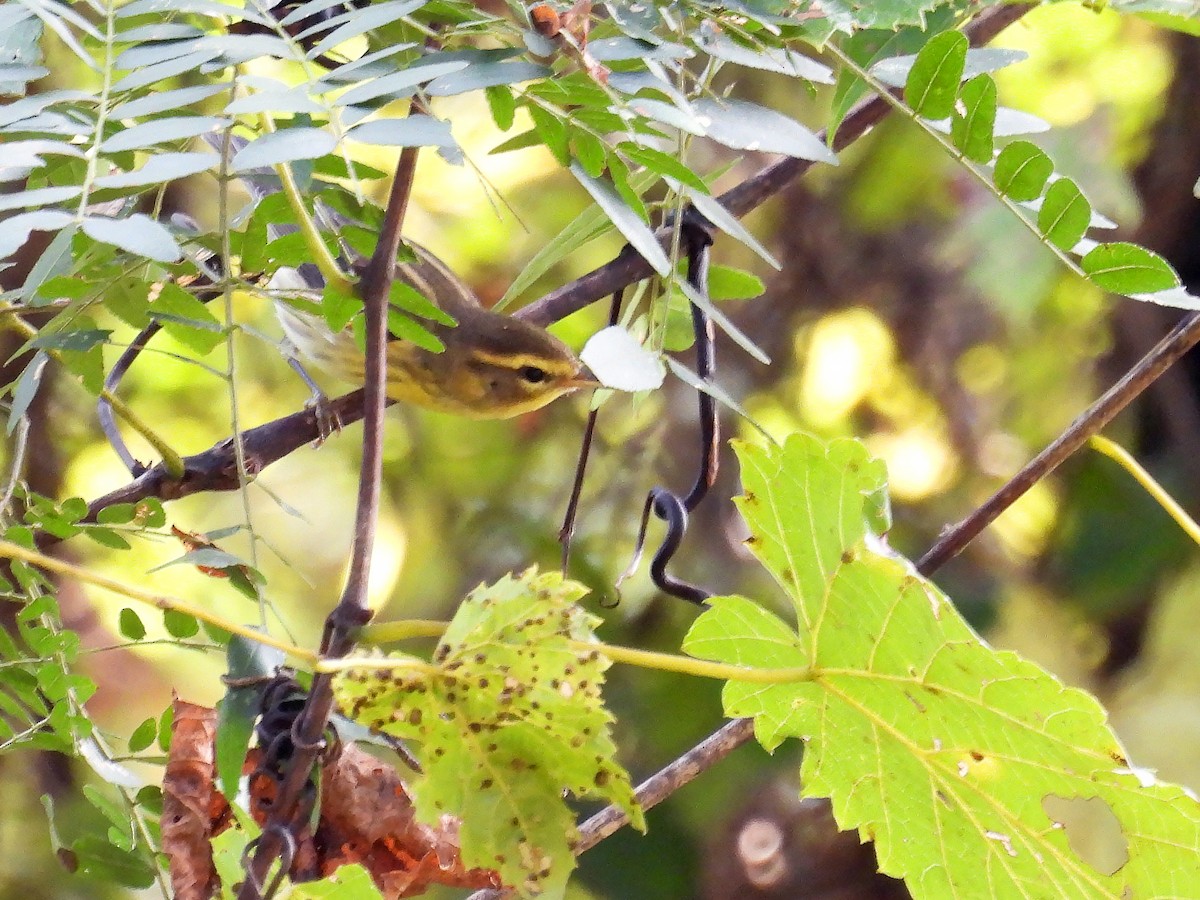 Blackburnian Warbler - ML609018907