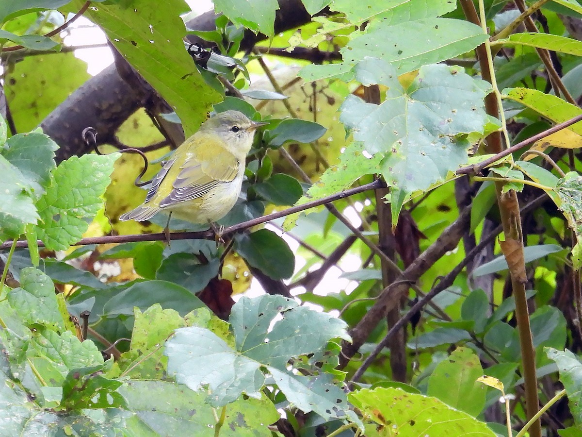 Tennessee Warbler - ML609018914