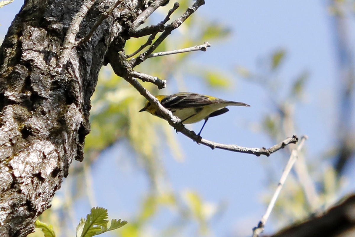 Black-throated Green Warbler - Edith Auchter