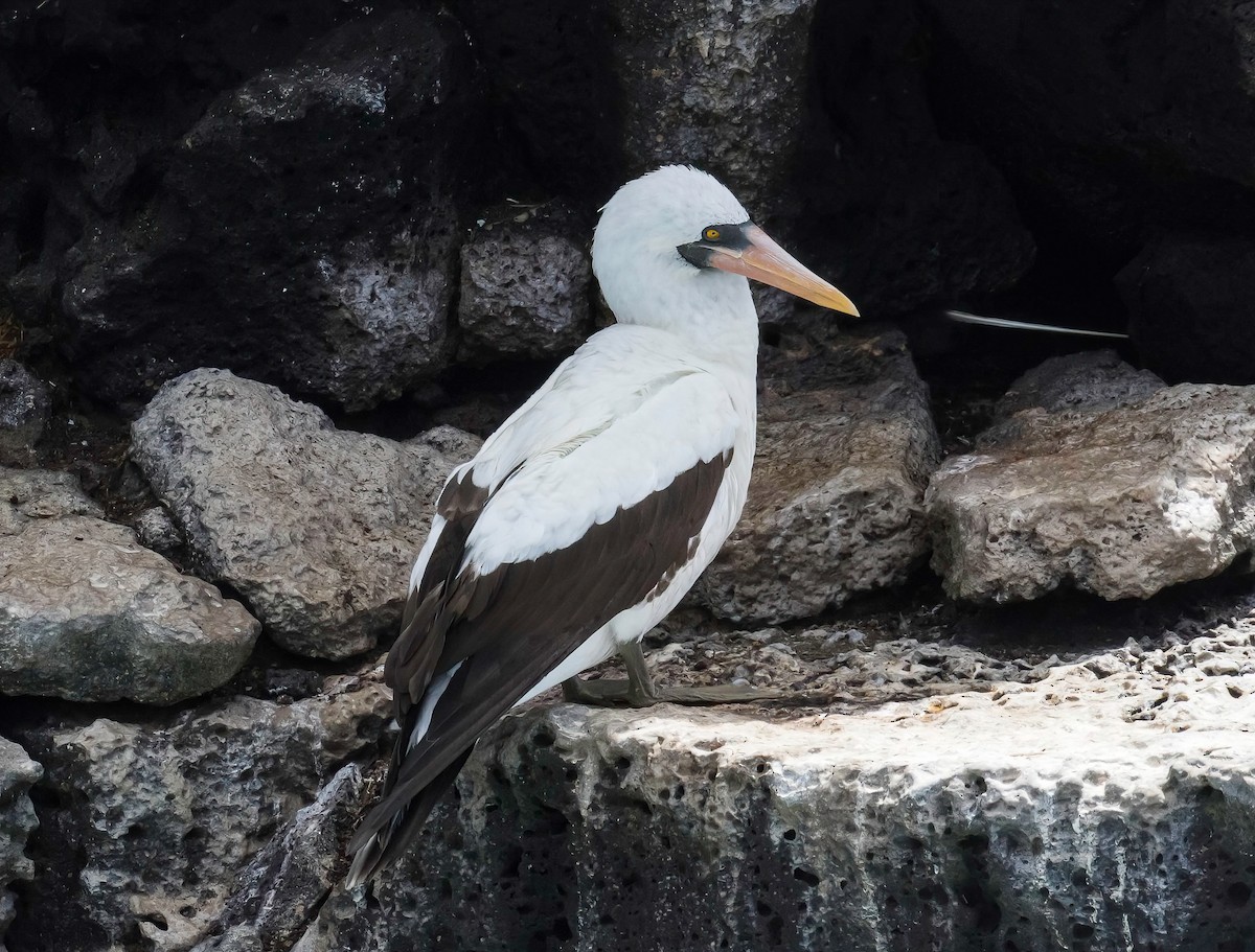 Nazca Booby - ML609018984