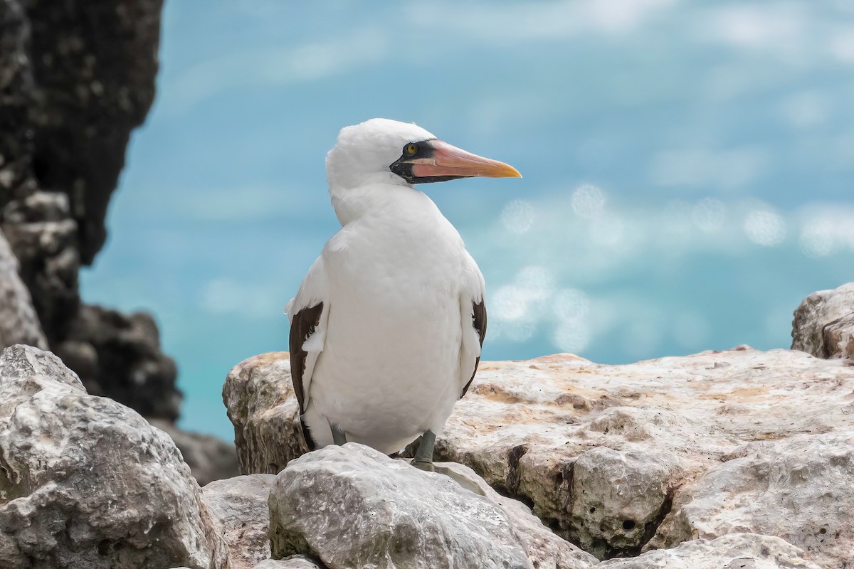 Nazca Booby - ML609018985