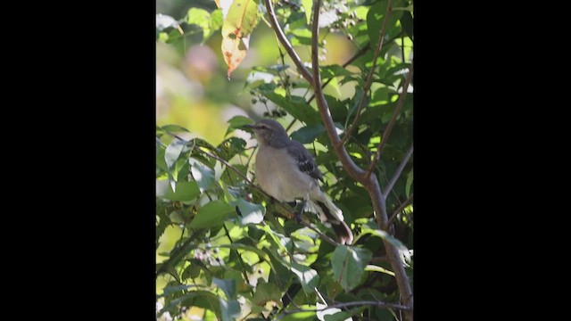 Northern Mockingbird - ML609019024