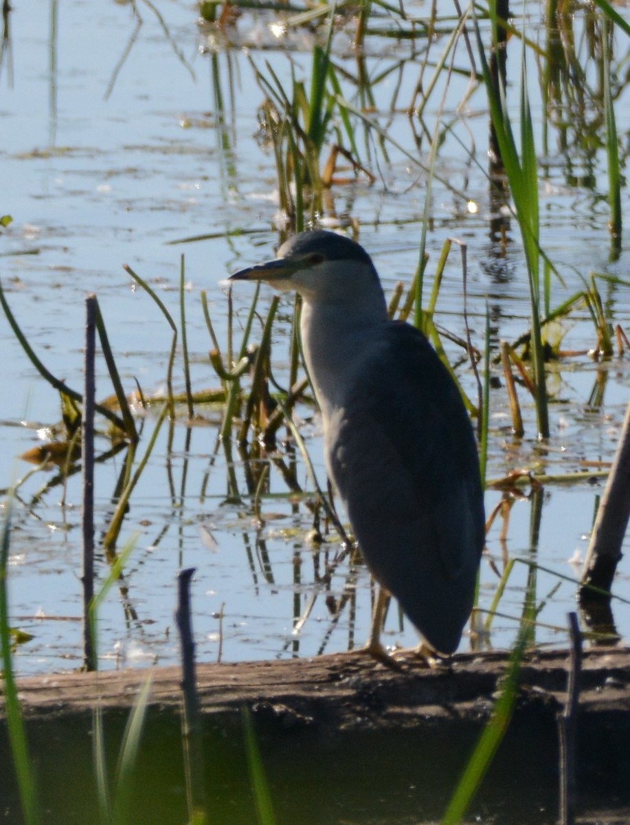 Black-crowned Night Heron - Cathy Pasterczyk