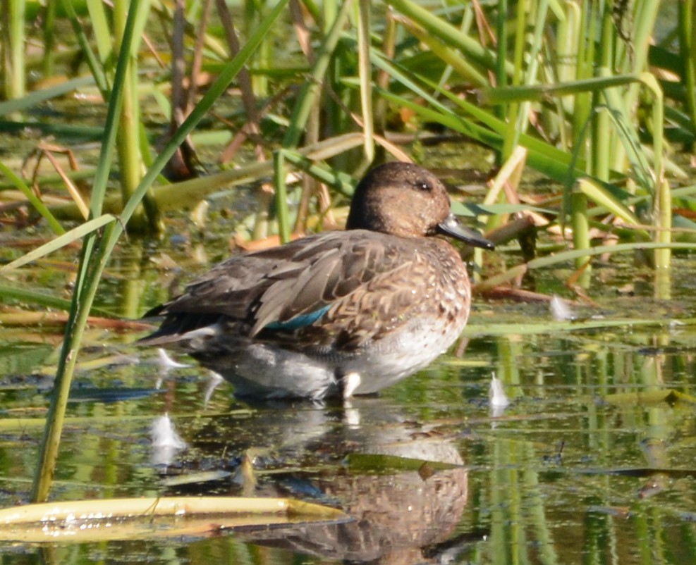 Green-winged Teal - ML609019056