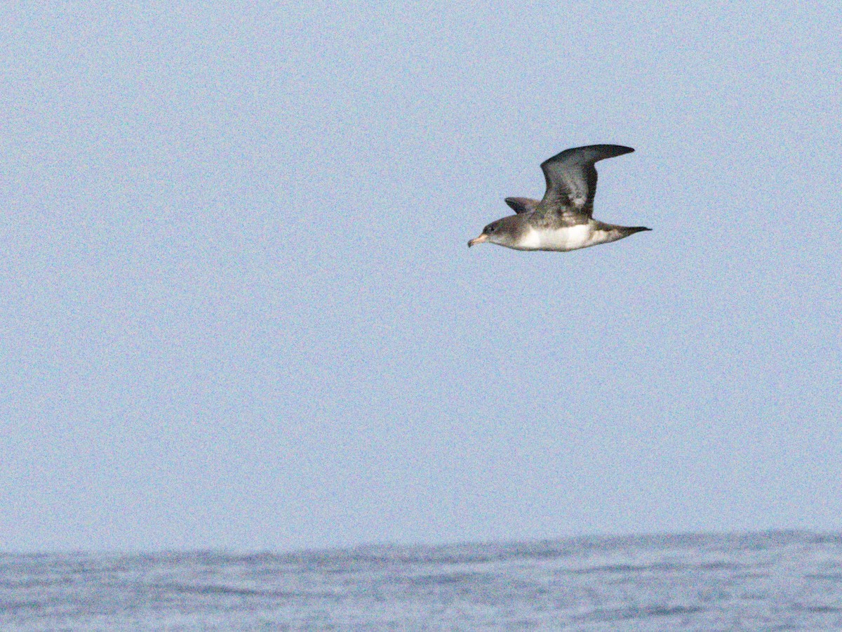 Pink-footed Shearwater - ML609019206