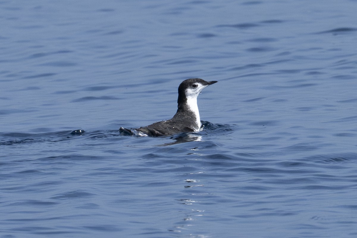 Guadalupe Murrelet - ML609019212