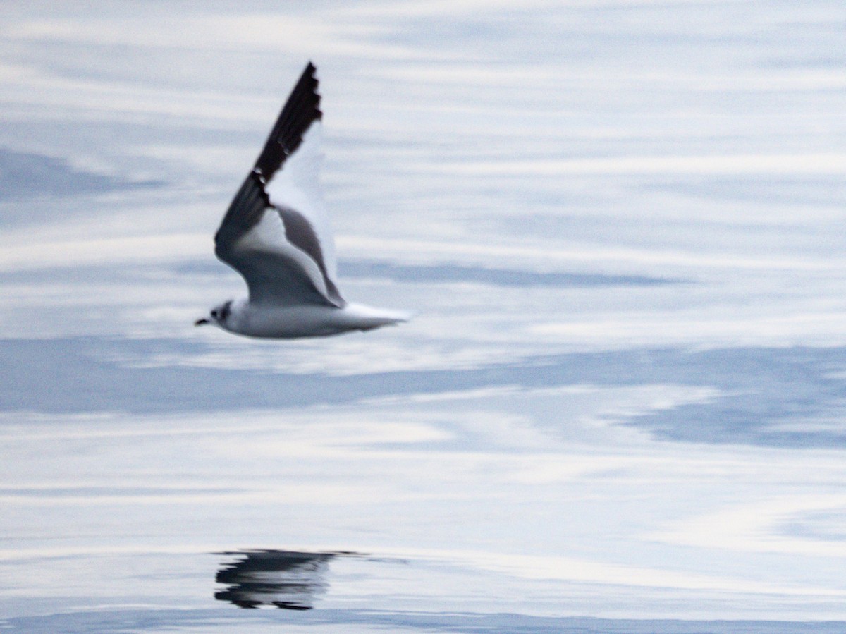 Sabine's Gull - ML609019257