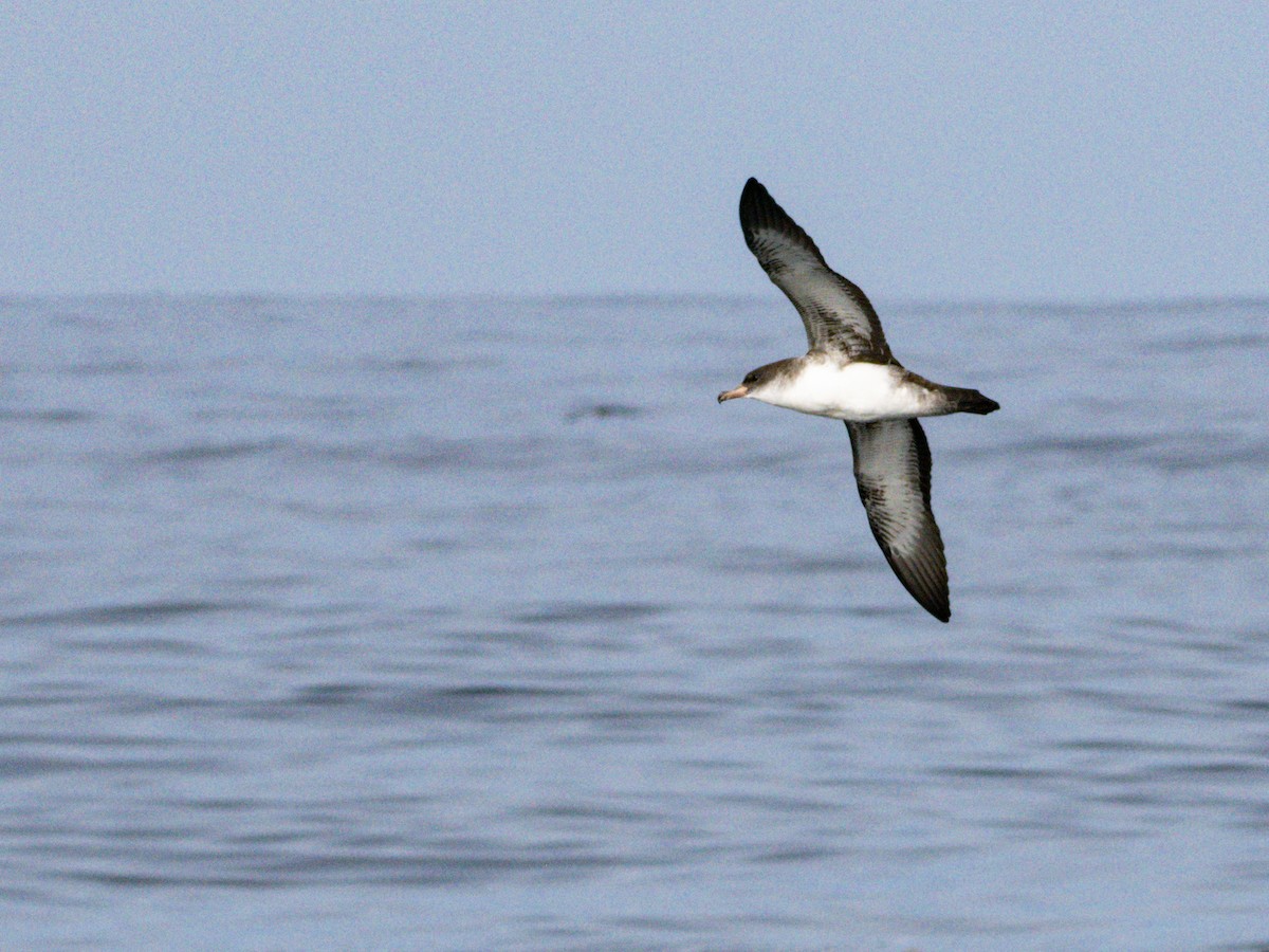 Pink-footed Shearwater - ML609019331