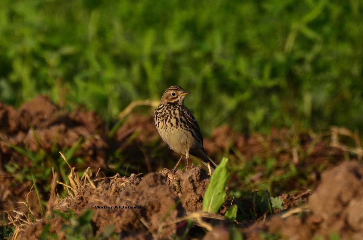 Red-throated Pipit - ML609019424