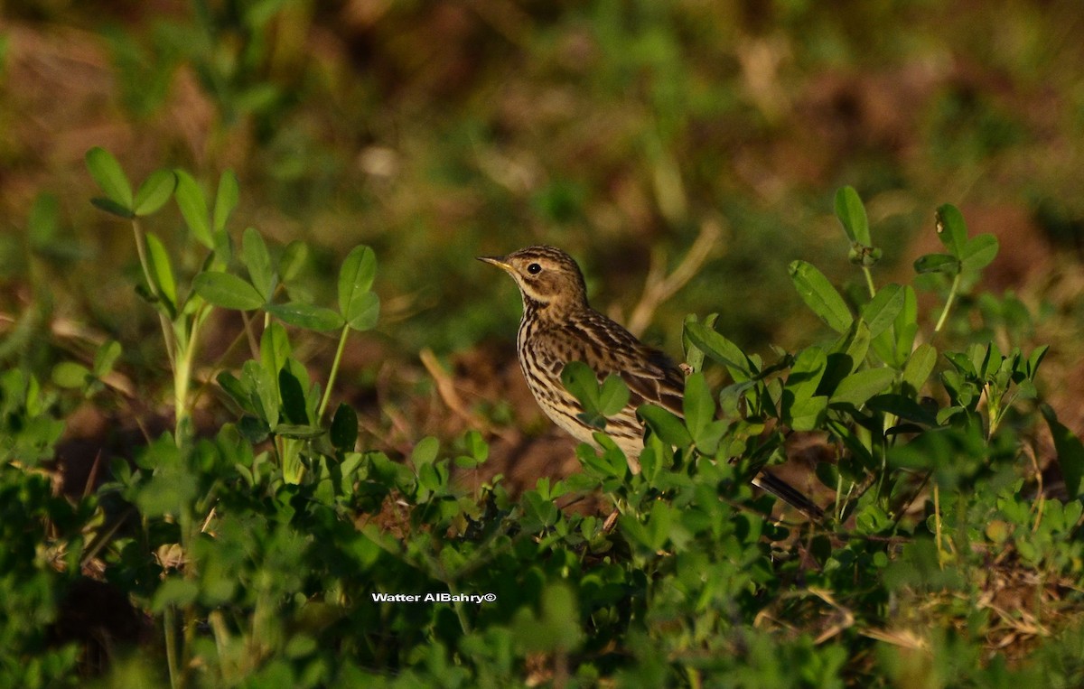Red-throated Pipit - ML609019425