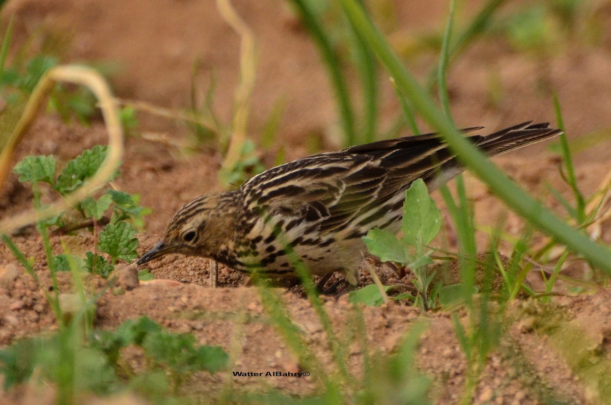 Red-throated Pipit - ML609019426