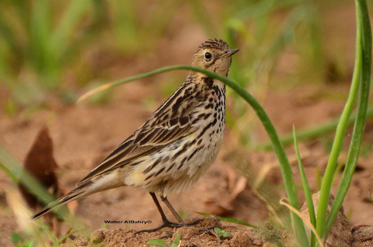Red-throated Pipit - ML609019427