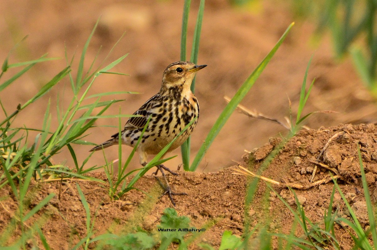 Red-throated Pipit - ML609019428