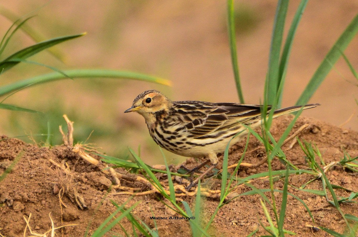 Red-throated Pipit - ML609019429