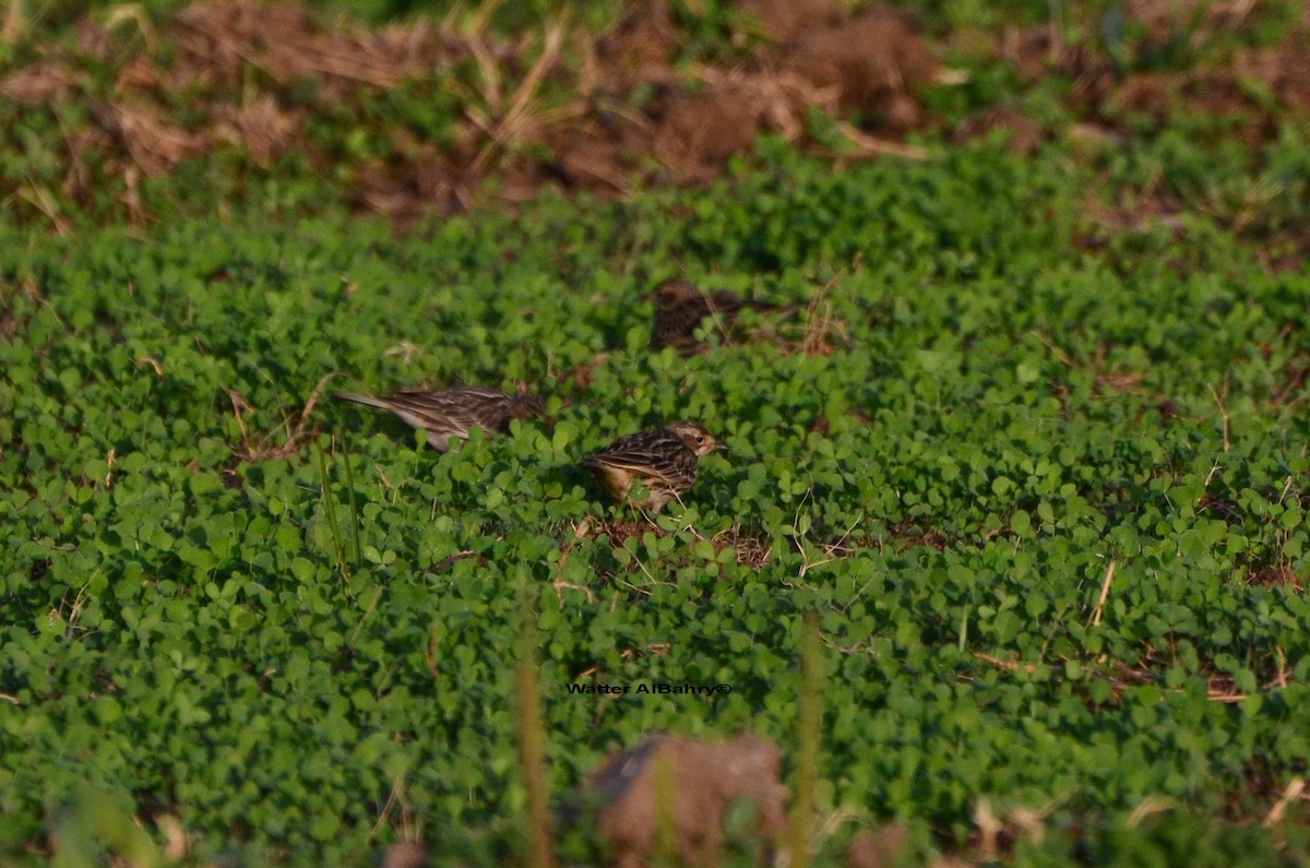 Red-throated Pipit - ML609019434