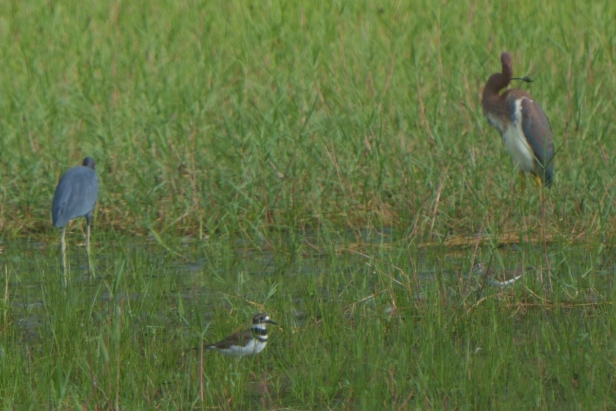 Tricolored Heron - ML609019510