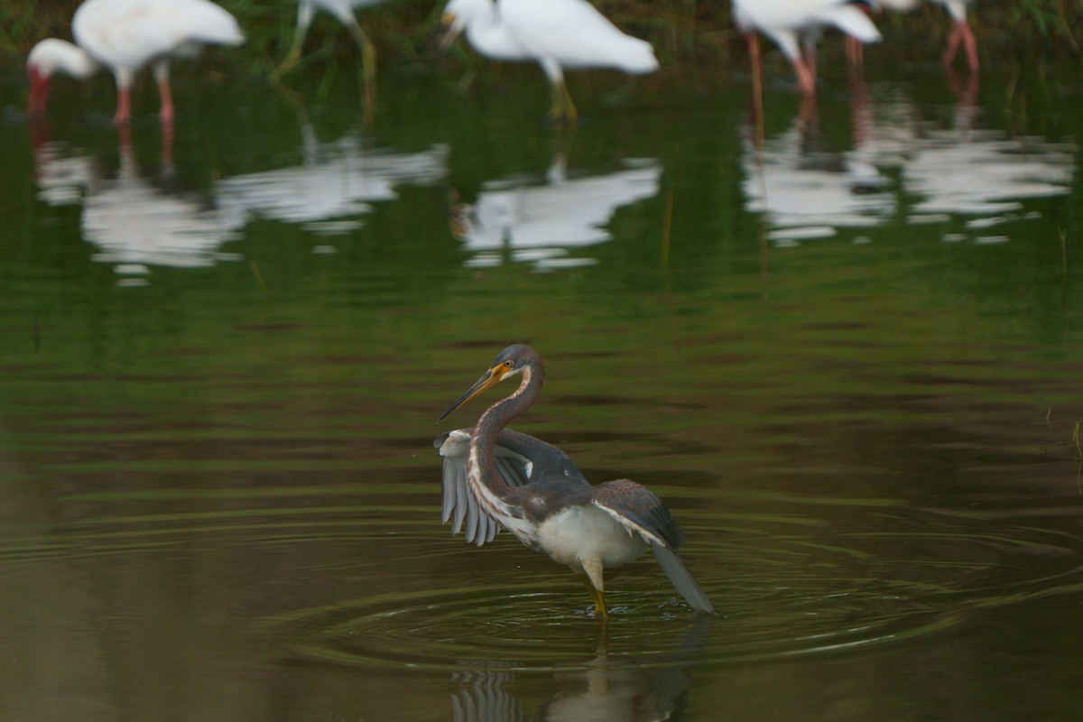 Tricolored Heron - Taylor Zeglam