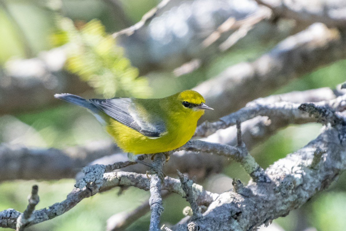 Blue-winged Warbler - ML609019529