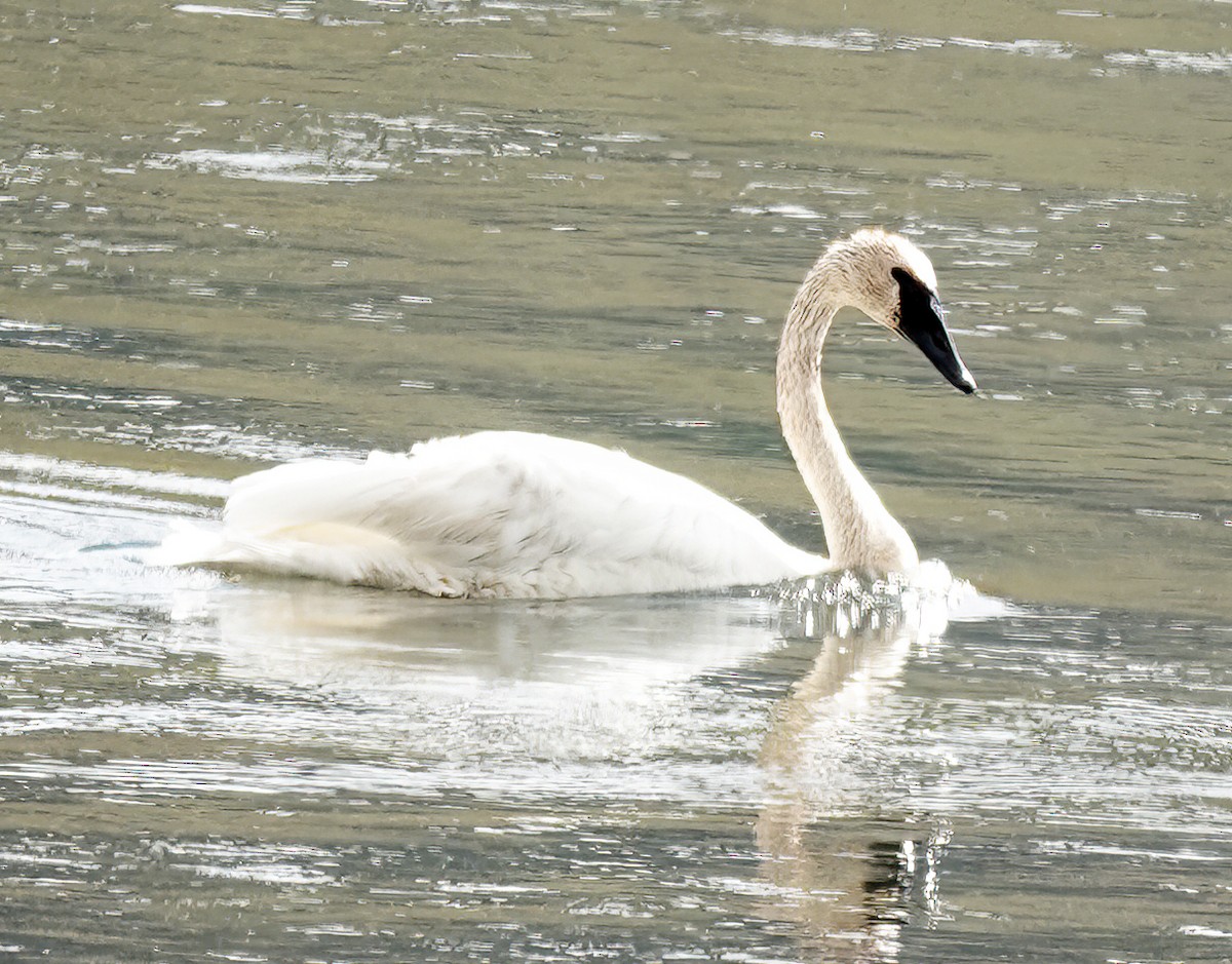 Trumpeter Swan - Jim Ward