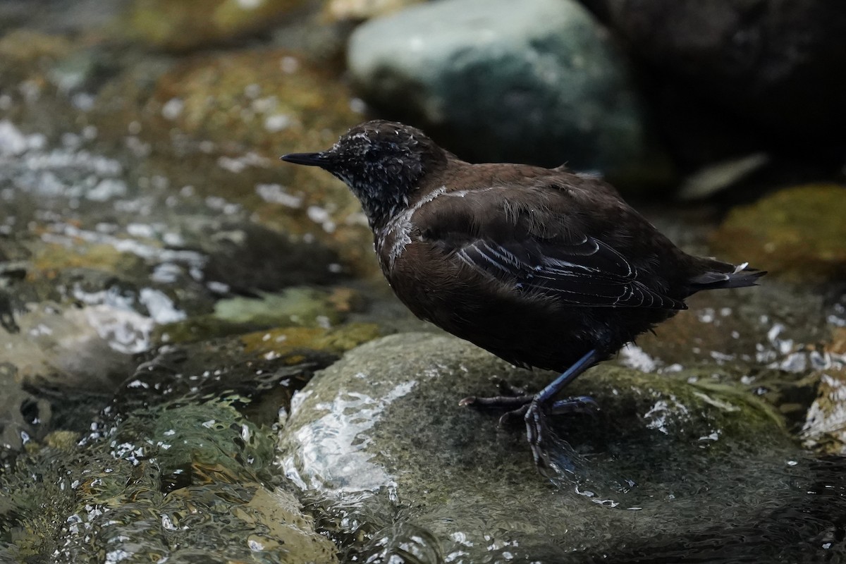 Brown Dipper - Muzaffer Iqbal