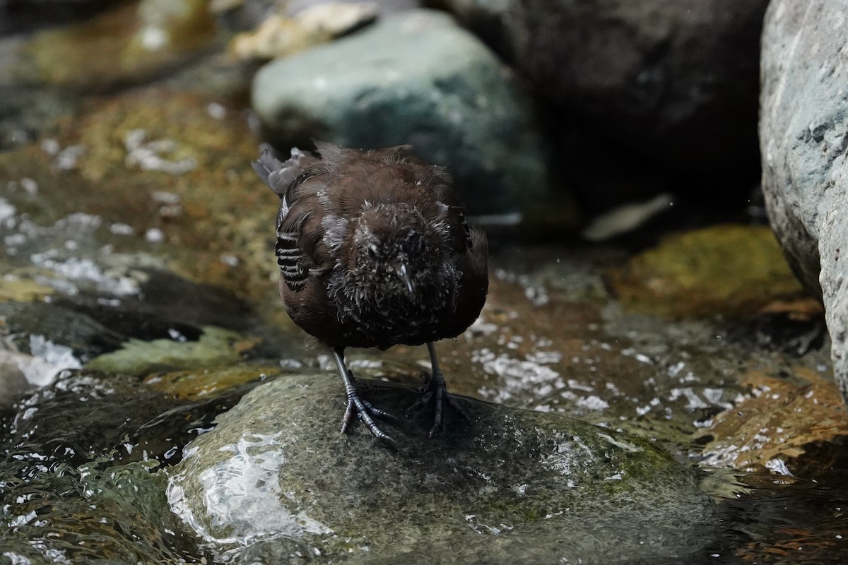 Brown Dipper - Muzaffer Iqbal