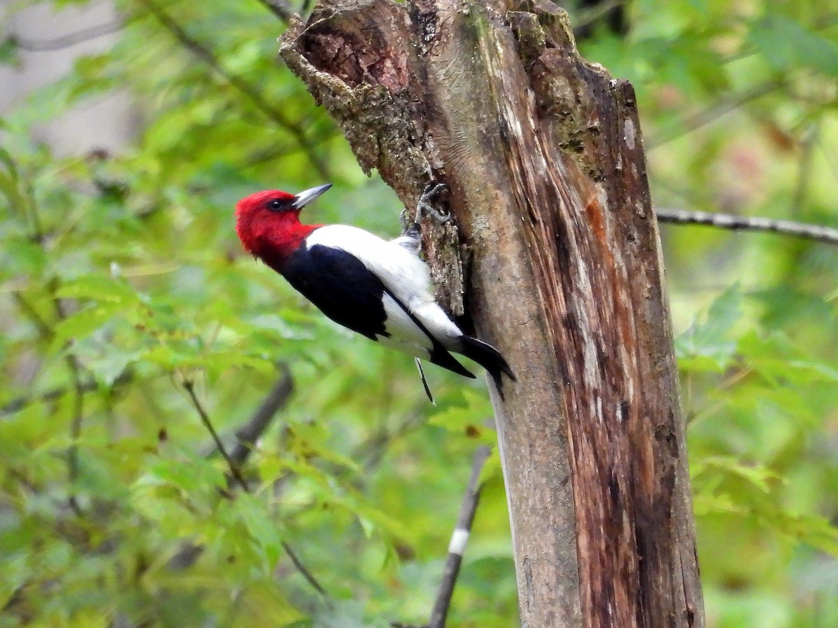 Red-headed Woodpecker - ML609019603