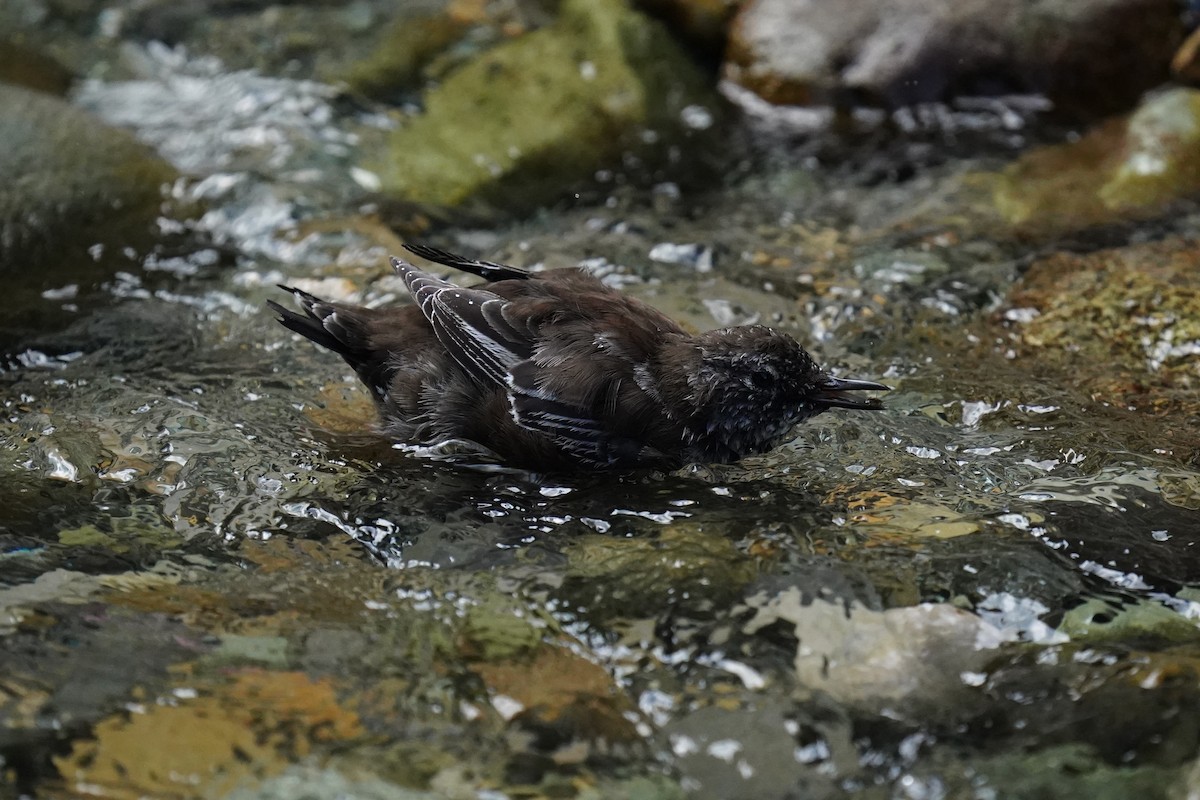 Brown Dipper - ML609019614