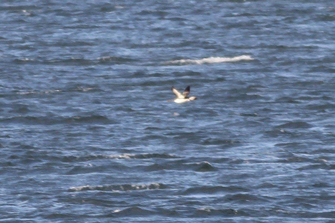 loon sp. - ML609019822